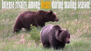 【Camojojo】Why Bears are less productive mammals?