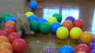 super cute kitten playing with coloured balls