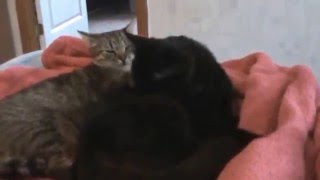 Cats. Pets. Lika and the Malysh. Part 5./   Кошки. Домашние любимцы. Кошки. Лика и Малыш.