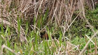 Black-tailed Crake, Shergaon Village, Arunachal Pradesh, March 24