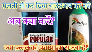 यदि गलती से राउंडअप स्प्रे हो गया हो तो क्या करें? खरपतवारनासी से फसलों को कैसे बचाएँ?