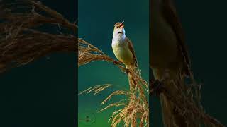 Singing Great Reed Warbler Bird: #shorts #nature #chirping #bird #birdsong #birdsounds #birdlovers