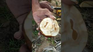 வாங்க நுங்கு சாப்பிடலாம் | Ice Apple (nungu) Palm fruit | #தமிழ் #tamil #shorts #palmfruit #iceapple