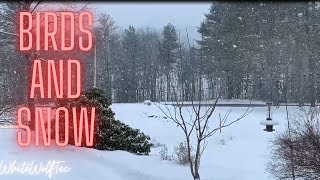 Birds and Snow : Snowing in 2023 [Storm in NY]