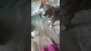 My sweeties waiting for Treat from Sister #aankhon ki gustakhiya #song#petlover #pets #animals