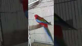 Beautiful parrots #birds #budgey #birdbreeding #haiderhaiderrecords #parrottalking