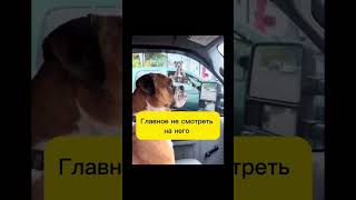 Лада Приора Подрезал случайно прикол