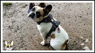 Nimoy the French Bulldog - #16 Hickory Dickory Dock Nimoy Goes for an Adventure Walk!