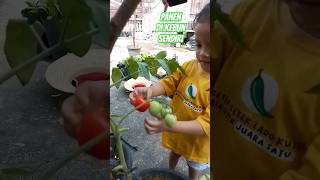 Seru Sekali Panen Sayuran Di Kebun Sendiri #youtubeshorts #shorts #panen #sayuran #tanaman #berkebun