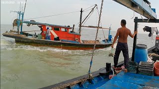 pukat harimau dapat kepiting 🦀 bakau