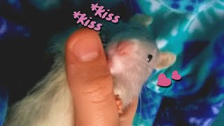 Pet Rat Scratching/Cuddling !