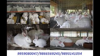 Rabbit Farm in the middle of Hyderabad (Rabbit Bunnies & Rabbit Breeders)