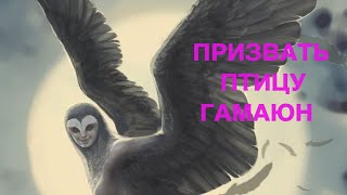 ПРИЗВАТЬ ПТИЦУ ГАМАЮН   ДЛЯ ВСЕХ