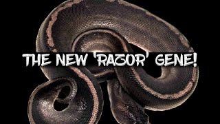 The New 'Razor' Ball Python Gene!