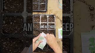 Sow Arugula Seeds with Me #gardening