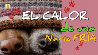 ❤️🐾EL CALOR DE UNA NARIZ FRÍA🐾❤️