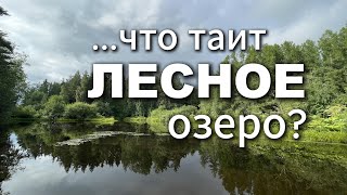 КТО ЖИВЁТ в Лесном ОЗЕРЕ? #мормышинг #nanojig #рыбалка #fishing