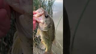 Denver bass fishing. #Fishing,Colorado #FishingdowntownDenver #BassFishing.