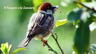 🐣🦆  Un Passero con in bocca del cibo per i figli .. una Zanzara 🐣🦆 ( bird . uccello . birds )