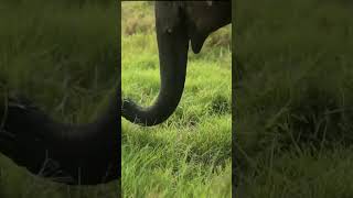 Elephant eating grass #shorts