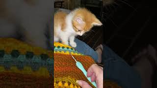 Kittens and Crochet