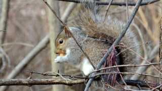 Squirrel Eating a nut