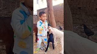 CUTE BABU ❤️ VOICE KIDS GOAT'S