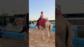 Mera camel kamjor ho gaya h #pets #animallover #zoo #monkey #tiger #elephant #fun #snacks