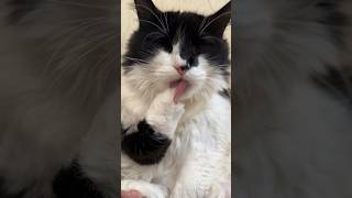 У Боны вечерние умывашки😍 cat washes itself