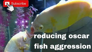 reducing oscar fish aggression