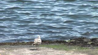 Island Institute  Conserving Maine's Biodiversity HD