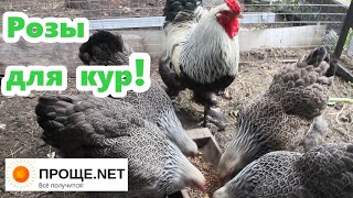 Розы для курочек! Высокая кухня Мишлен - готовлю мешанку🤣🤣🤣Посмотрите, как они трескают!