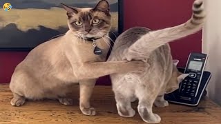 NEW FUNNY CATS and DOGS & BIRDS 🐱🐶 Funniest Animal Videos 2024