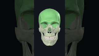 Bones of Skull: 3d animation #anatomybasics #skullbones #skull #skeletalsystem