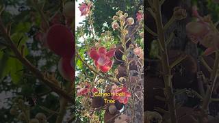 Cây đầu lân Couroupita guianensis, họ Lộc Vừng #Lecythidaceae