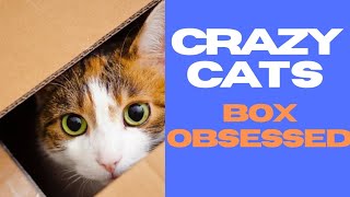 Unveiling Cats' Deepest Desires in Boxes📦