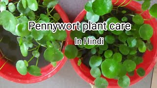 How to care fertilize and propaget  Pennywort/Dollar plant/Chinese moneyplant/Coin plant. In Hindi.