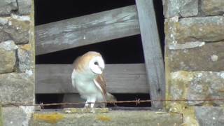 Three Barn Owl Chicks Exploring               29.7.17.