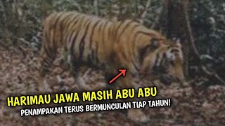 Sering Beredar Penampakan, Harimau Jawa Sulit Untuk Dianggap Punah