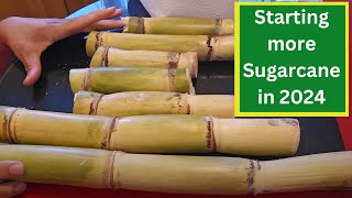 Starting more Sugarcane in 2024