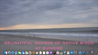 A Symphony of waves and birds for your ASMR, 3D audio, binaural pleasure. 4k.