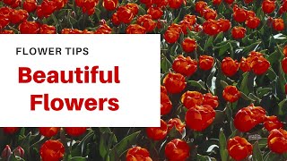 Top Flowers |super |flower