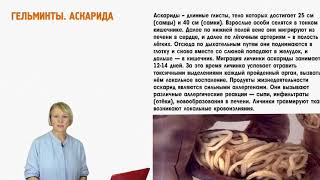 Гельминты, Аскариды, Токсокары