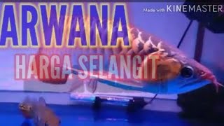 IKAN ARWANA NAN CANTIK//AQUARIUM