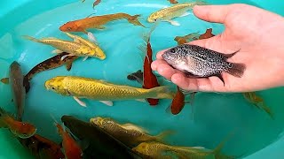 Baby Flowerhorn Koi Carp Fish Molly Balloon Loach Goldfish Pleco SOO Cute Pets animals Videos