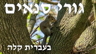 גורי סנאים - בעברית קלה