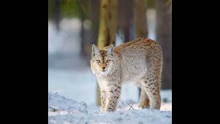 Coexisting with wildlife in Hämeenlinnan woods