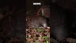 Squirrel #shorts #viral #trending