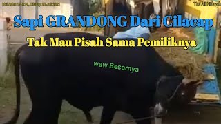 Sapi Mirip Gerandong Hitam Besar dari Cilacap, Mantap