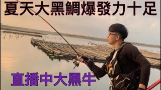 磯釣 直播中大黑鯛突擊 00号竿一拜對決